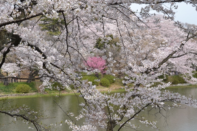 三ツ池公園桜