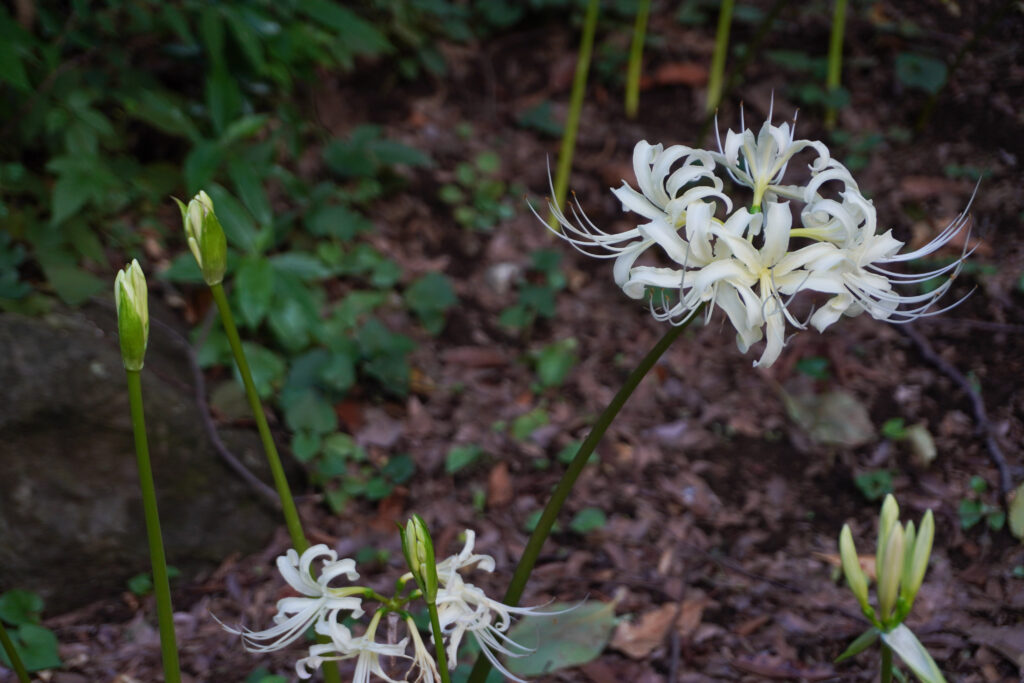 彼岸花　白　馬場花木園