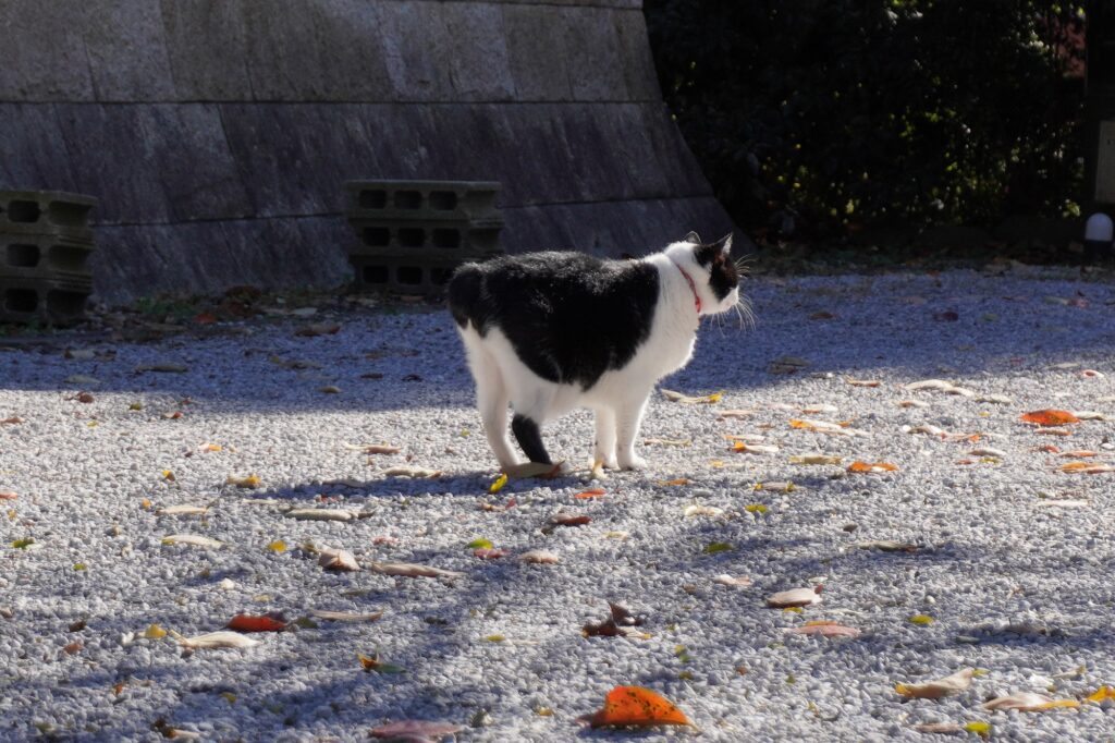 松蔭寺銀杏猫