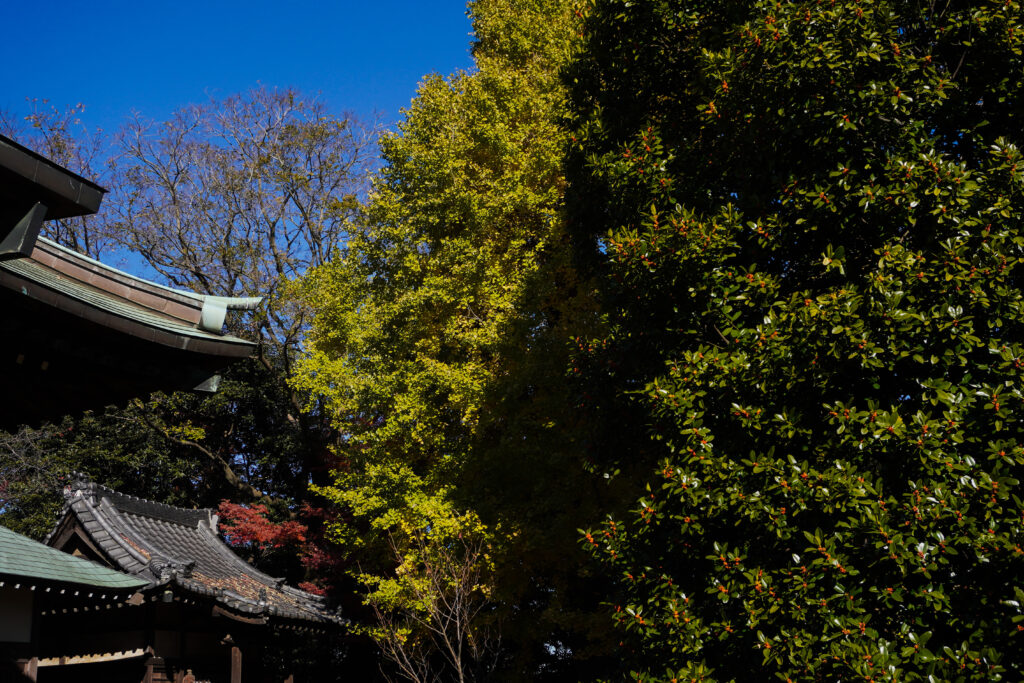 松蔭寺銀杏