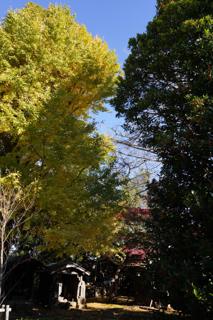 松蔭寺銀杏タラヨウ