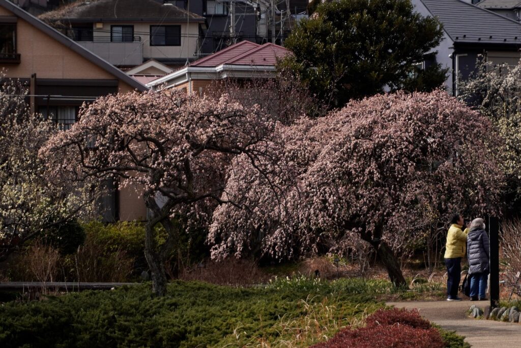 馬場花木園が梅の花の見頃