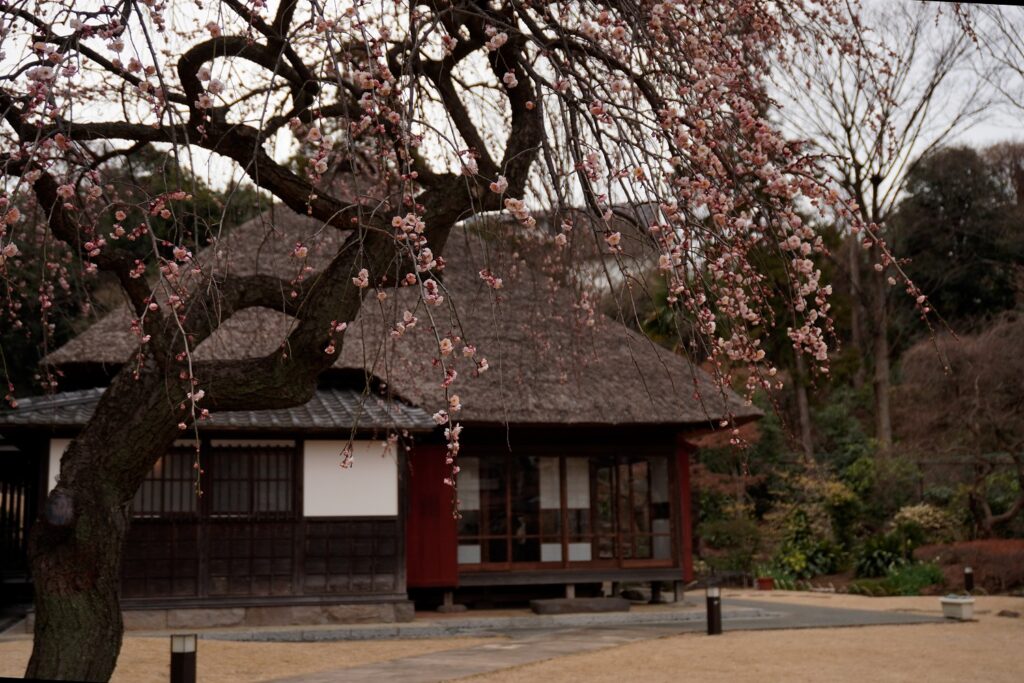 馬場花木園が梅の花の見頃