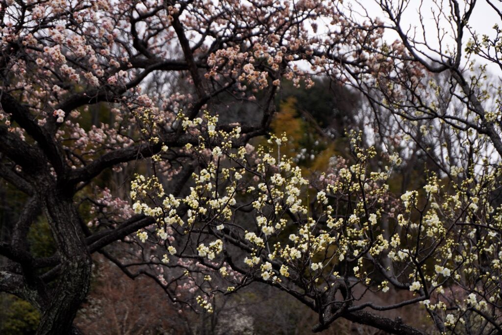 馬場花木園が梅の花の見頃