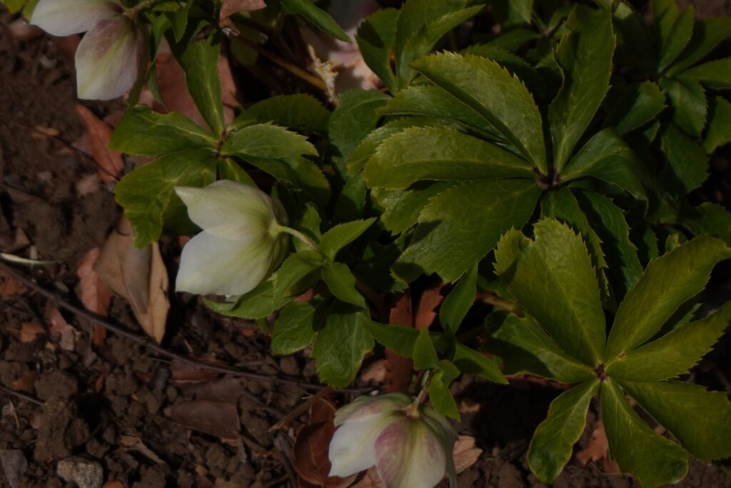 馬場花木園