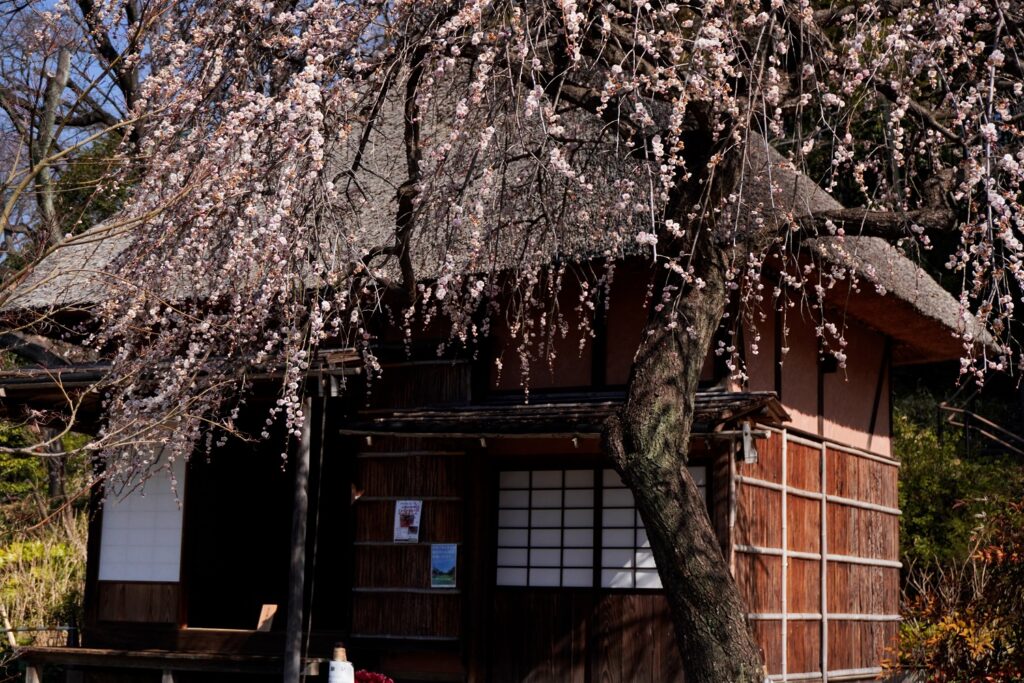 馬場花木園梅