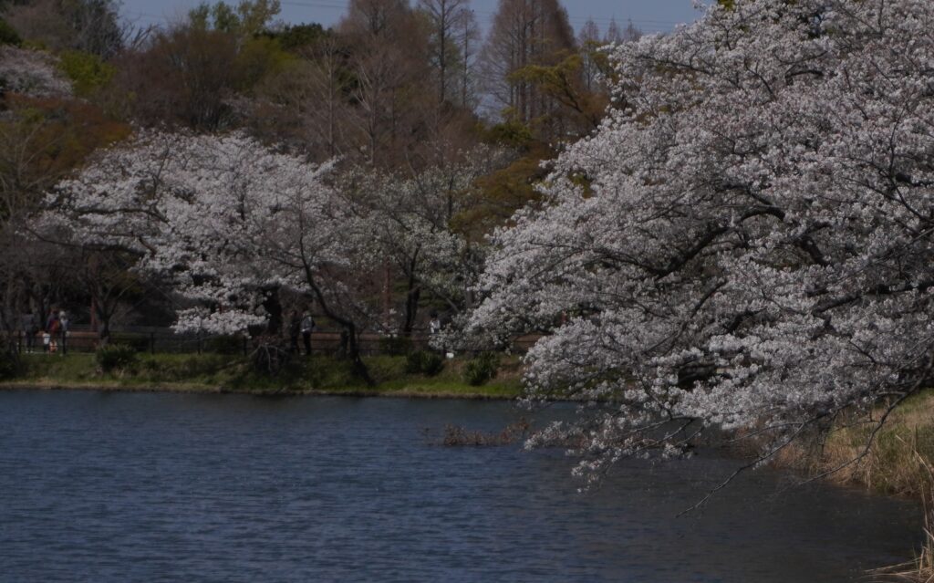 三ツ池公園花見