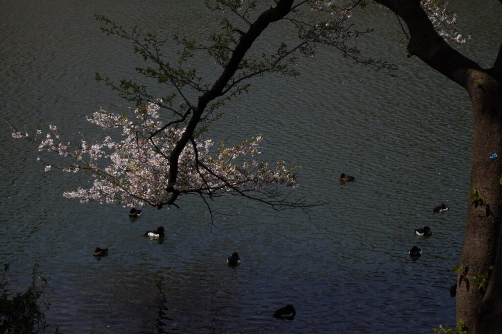 三ツ池公園花見