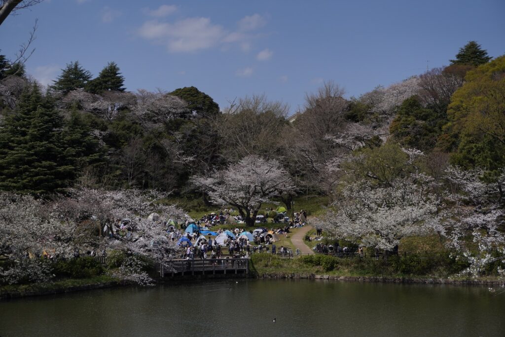 三ツ池公園花見