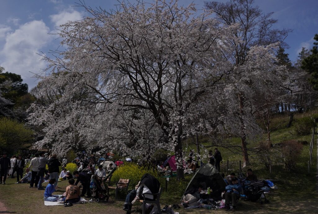 三ツ池公園花見