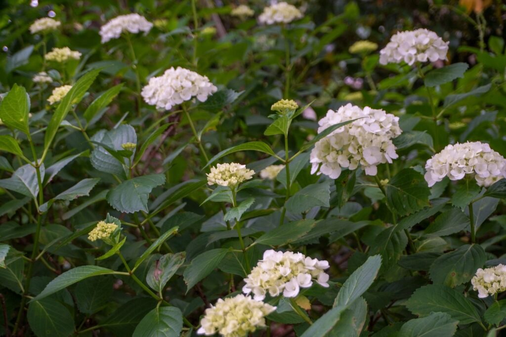 馬場花木園紫陽花