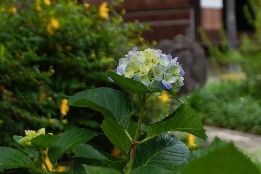 馬場花木園紫陽花