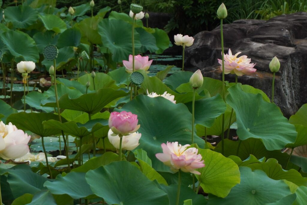 馬場花木園蓮2025