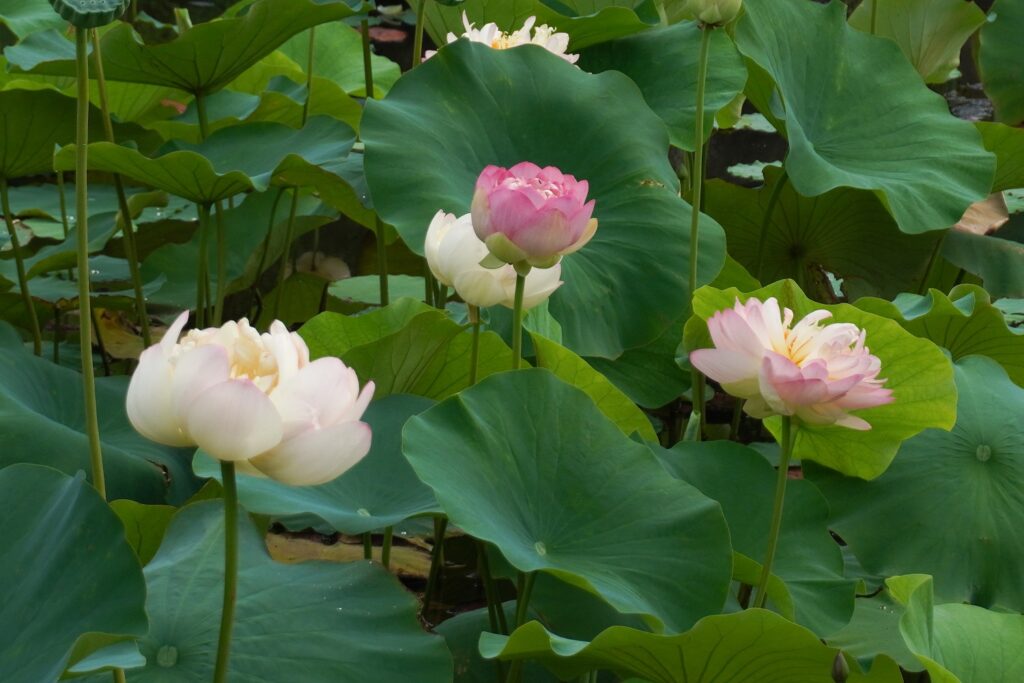 馬場花木園蓮2025