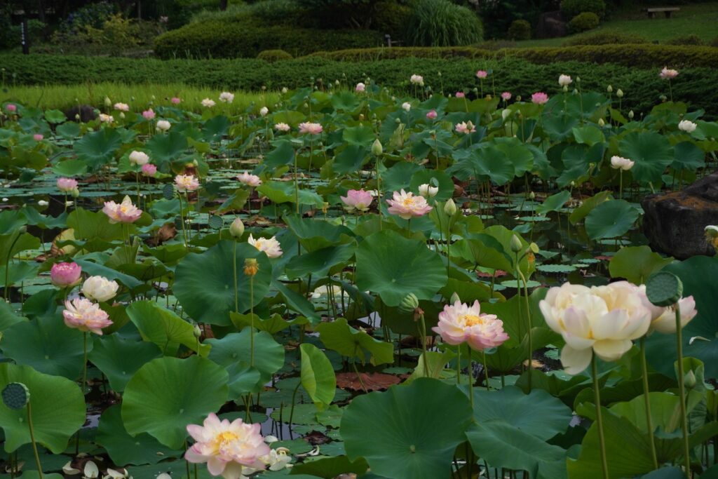 馬場花木園蓮2025