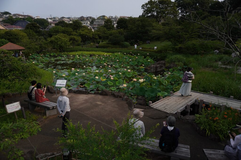 馬場花木園蓮2025