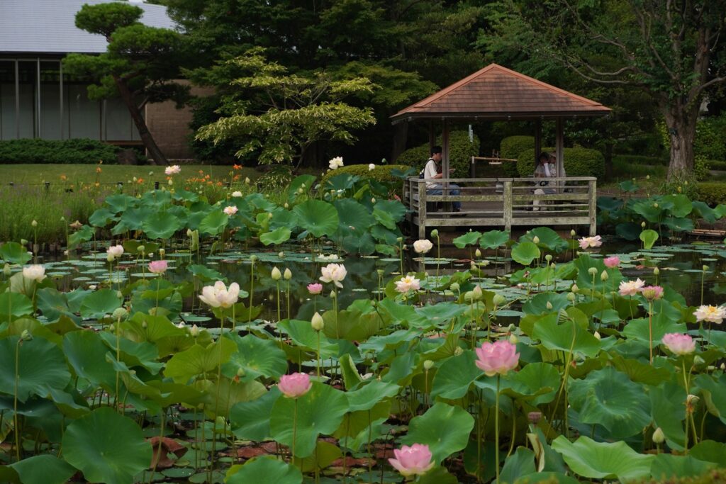 馬場花木園蓮2025