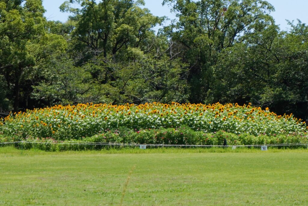 入船公園ひまわり畑
