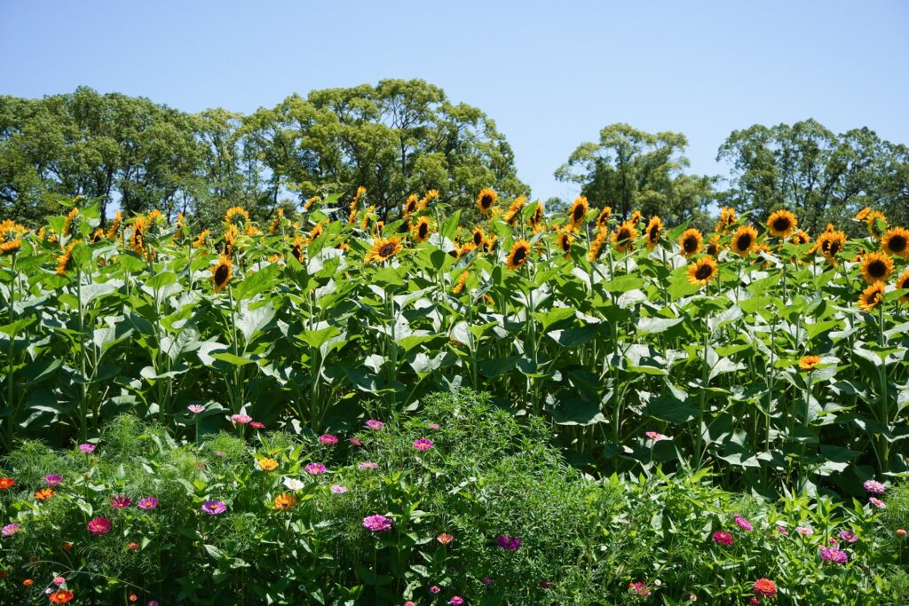 入船公園ひまわり畑