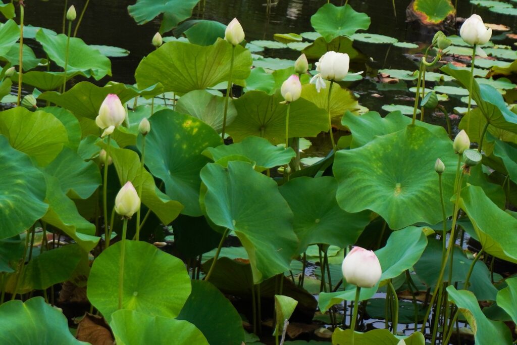 馬場花木園
