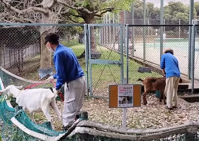 入船公園ヤギ