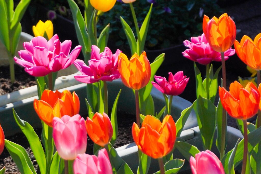 入船公園アイスチューリップ