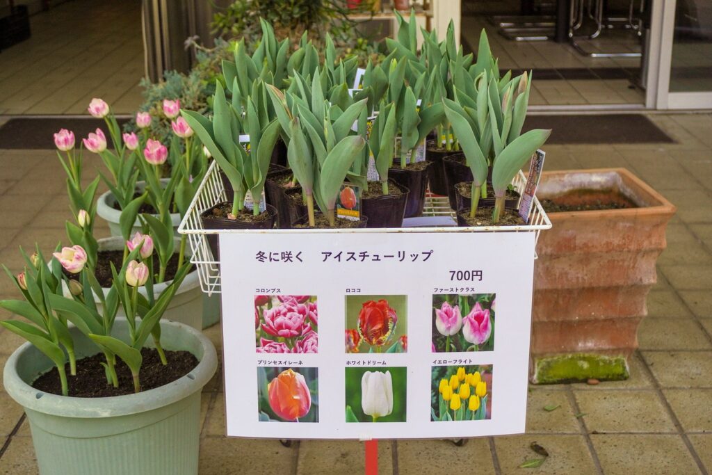 入船公園アイスチューリップ販売