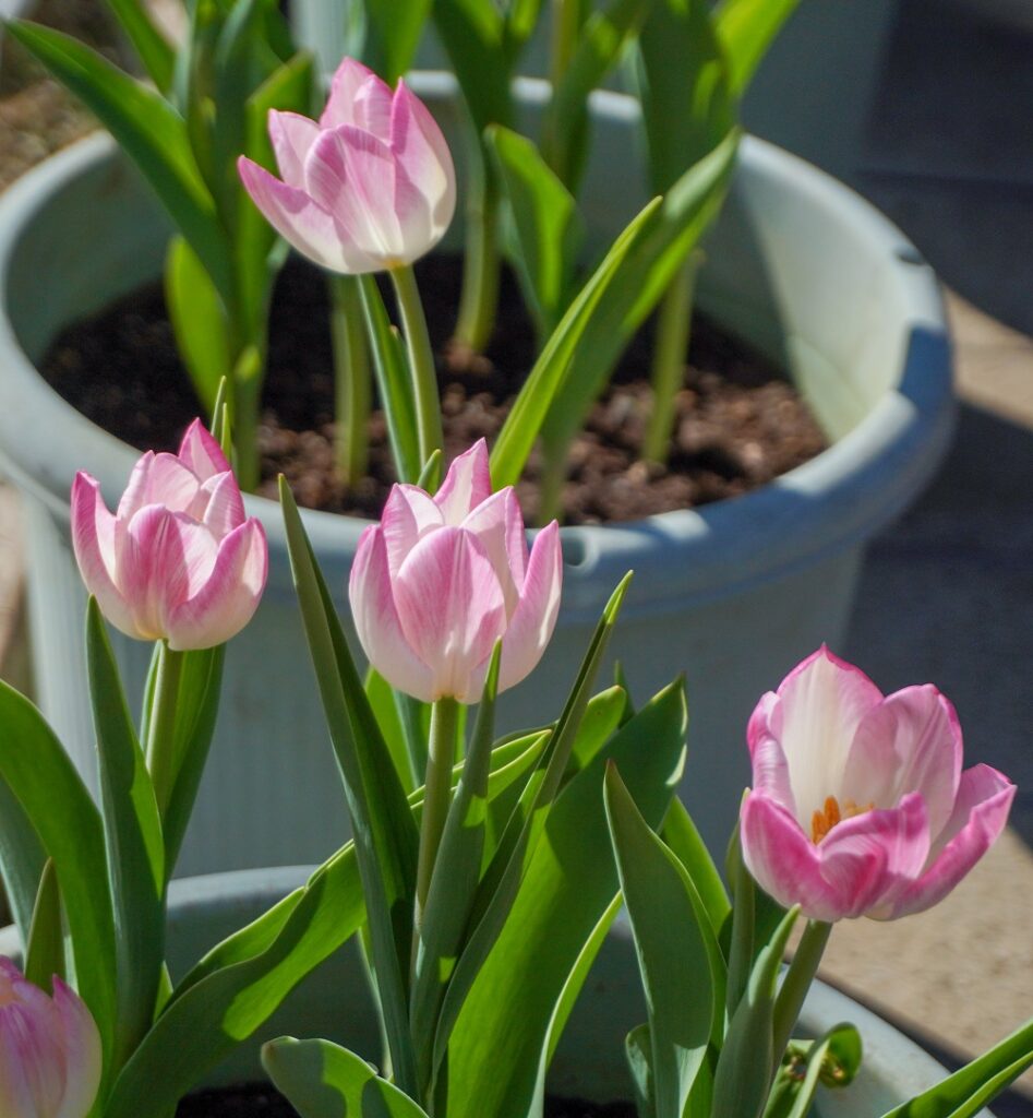 入船公園アイスチューリップファーストクラス