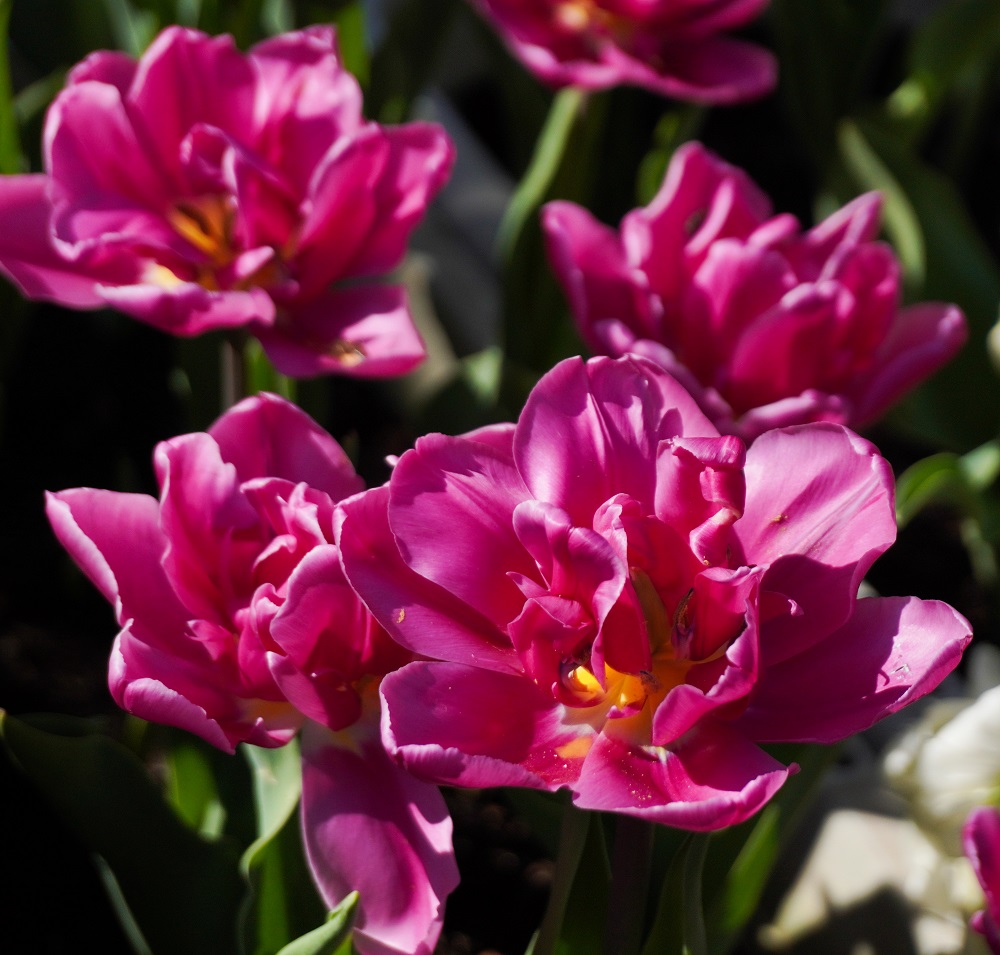 入船公園アイスチューリップ