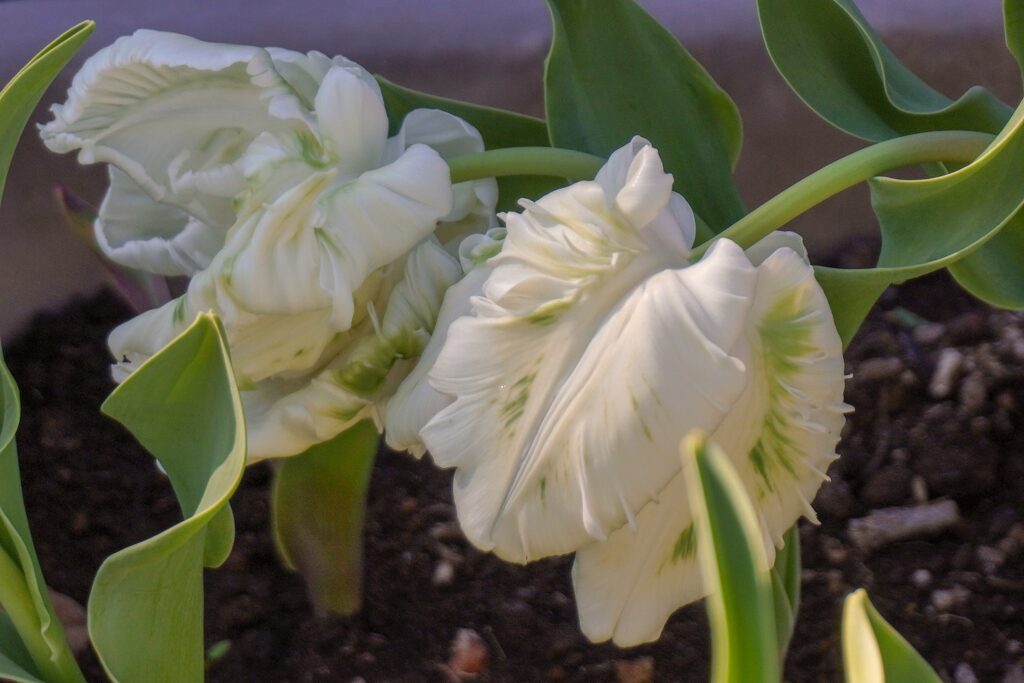 入船公園アイスチューリップ