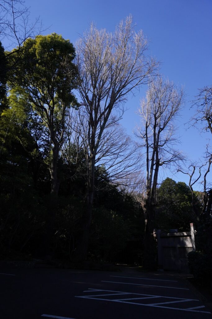建功寺横浜市の名木古木イチョウ