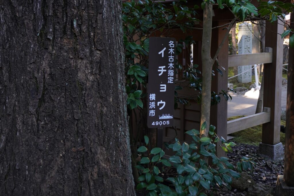 建功寺横浜市の名木古木イチョウ