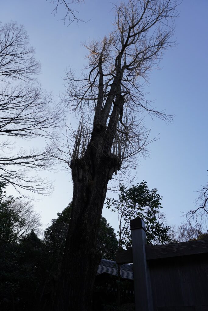 建功寺横浜市の名木古木イチョウ
