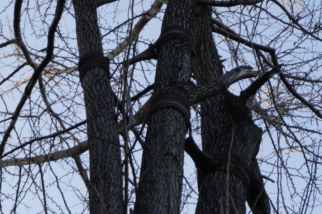 建功寺横浜市の名木古木イチョウ