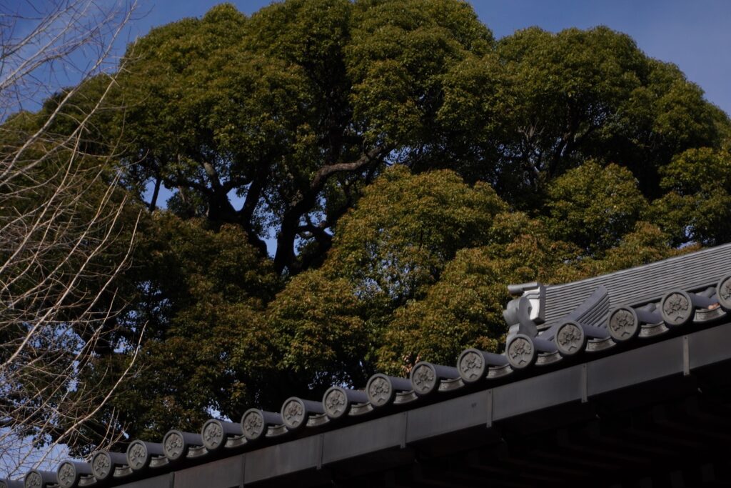 建功寺　クスノキ