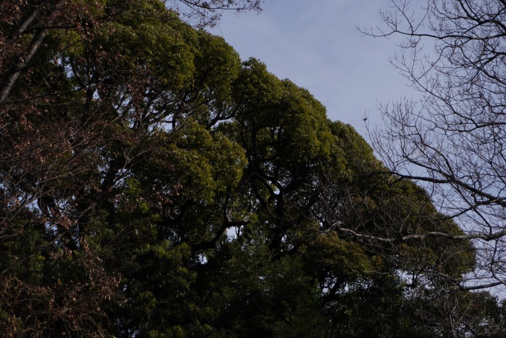 建功寺　クスノキ