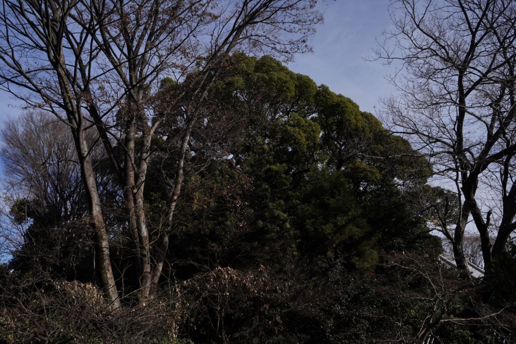 建功寺　クスノキ