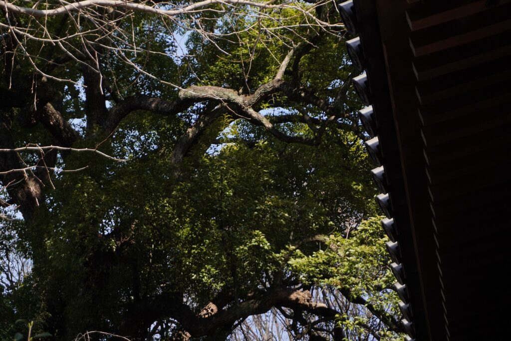 建功寺　クスノキ