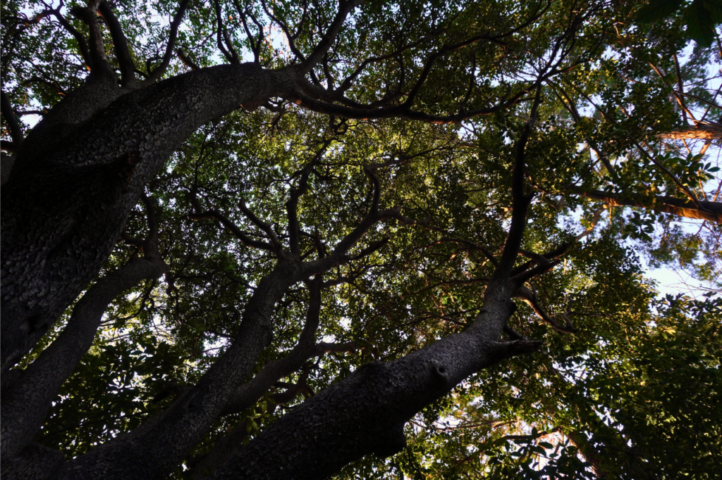 建功寺横浜市の名木古木ヒイラギ