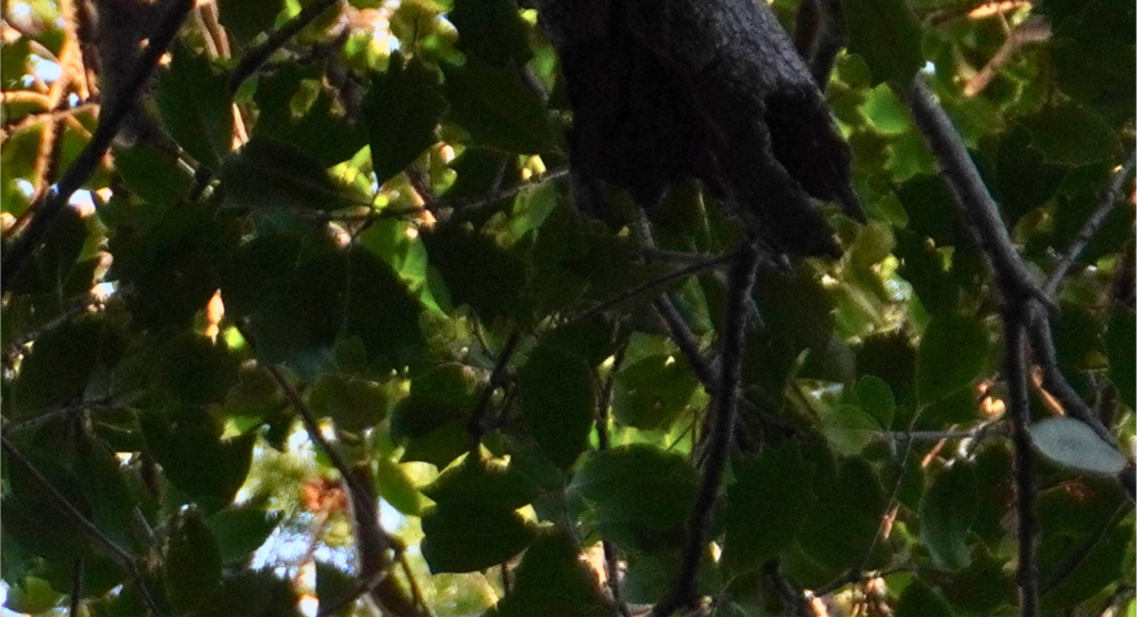 建功寺横浜市の名木古木ヒイラギ