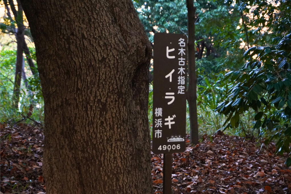 建功寺横浜市の名木古木ヒイラギ