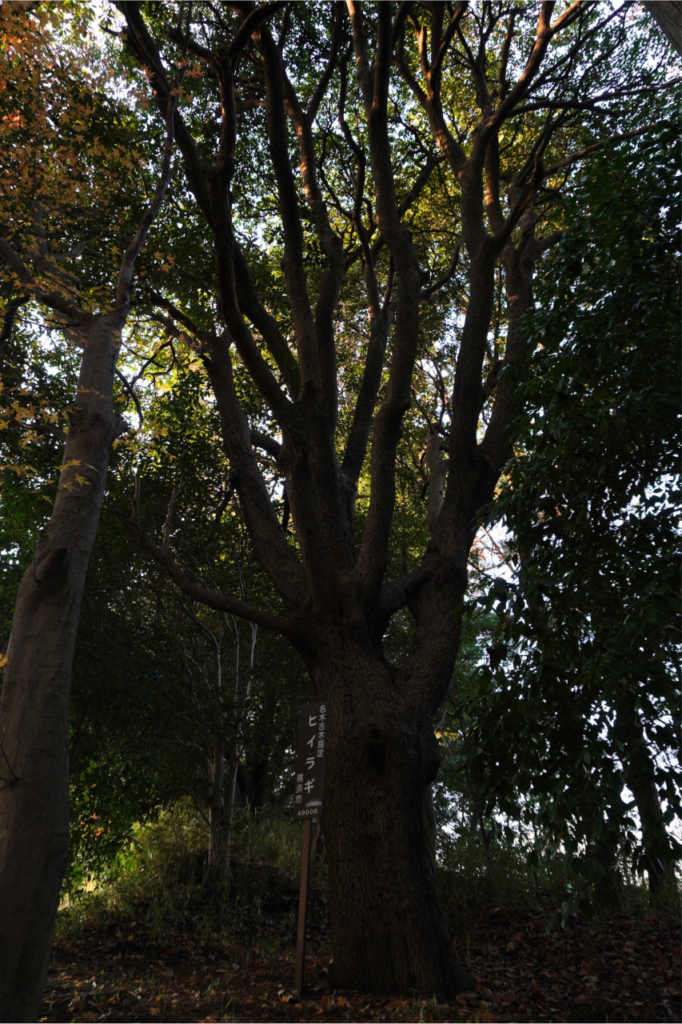 建功寺横浜市の名木古木ヒイラギ