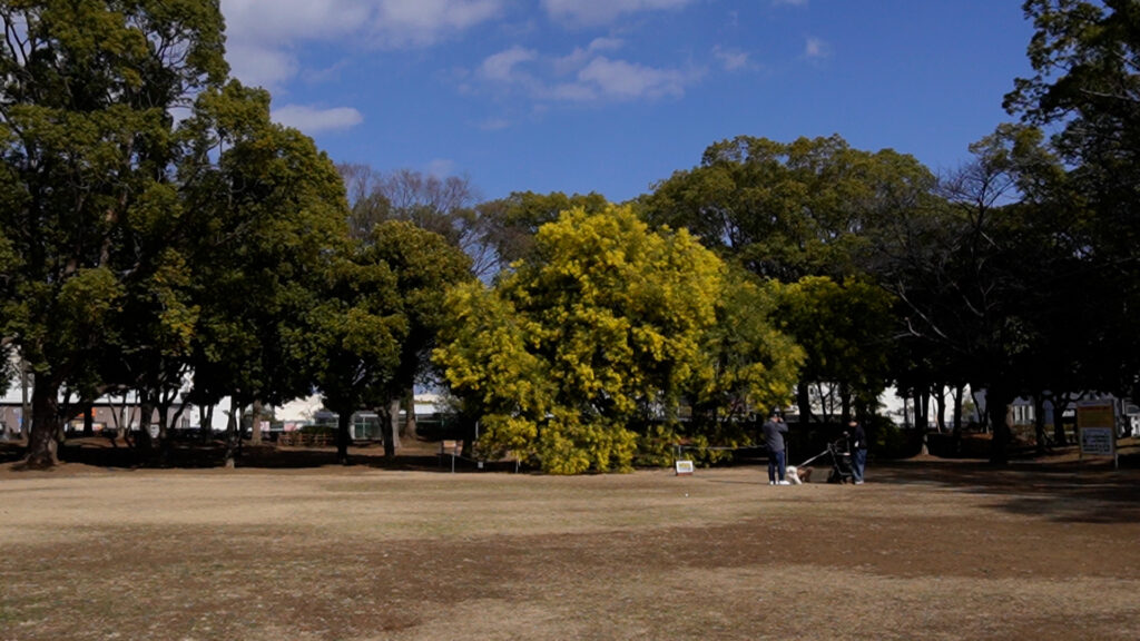 入船公園モミザ
