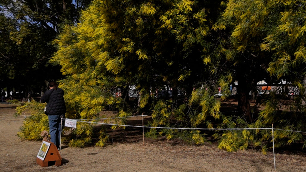 入船公園モミザ