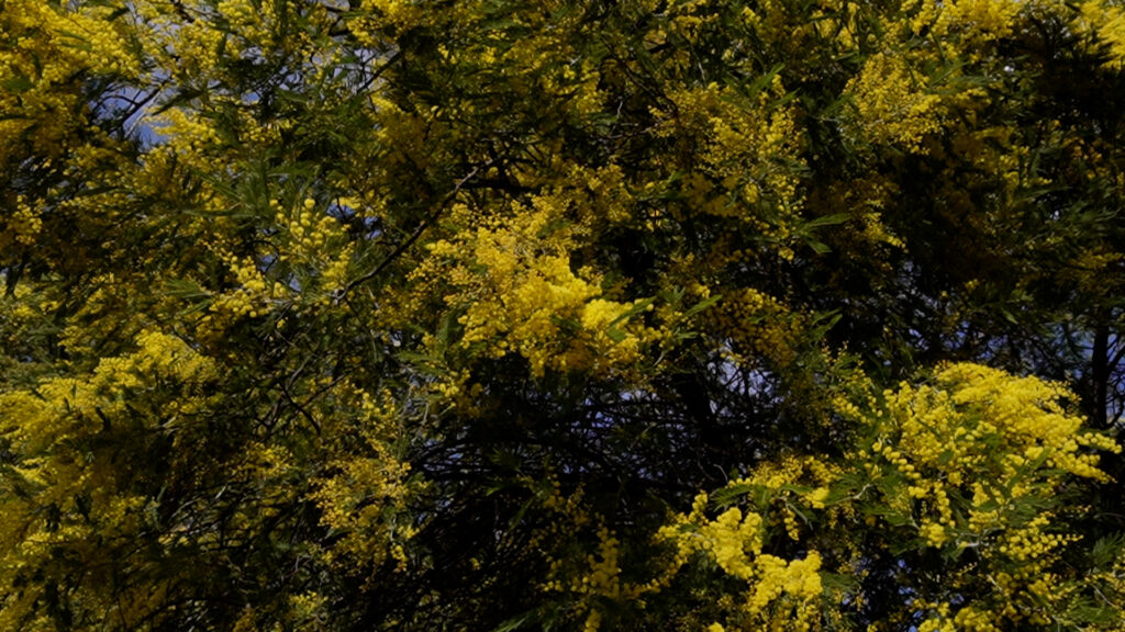 入船公園モミザ　