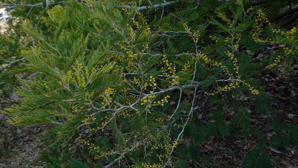 入船公園モミザ