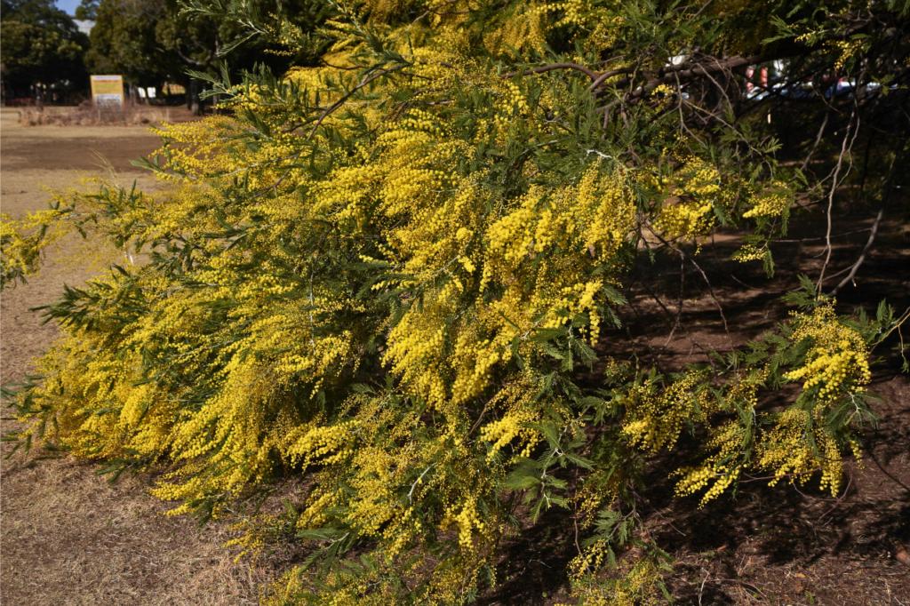 入船公園モミザ