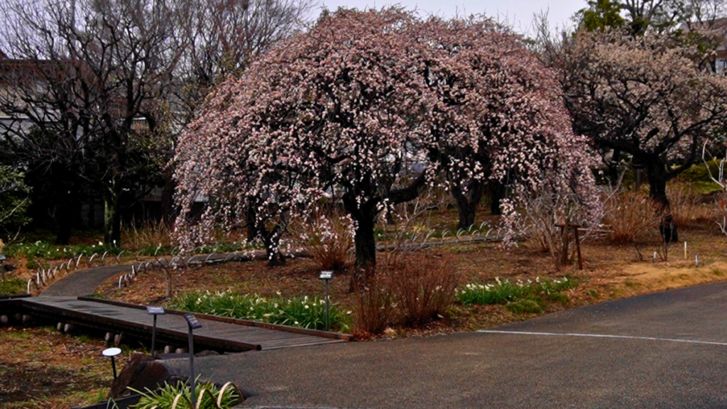 馬場花木園梅　シダレウメ