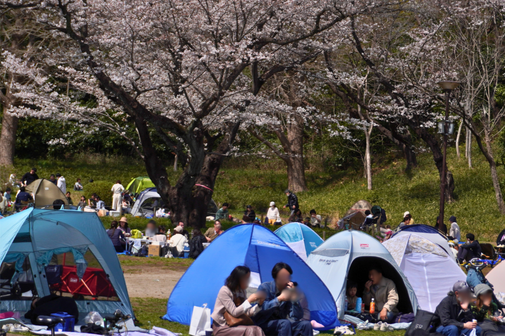桜　三ツ池公園