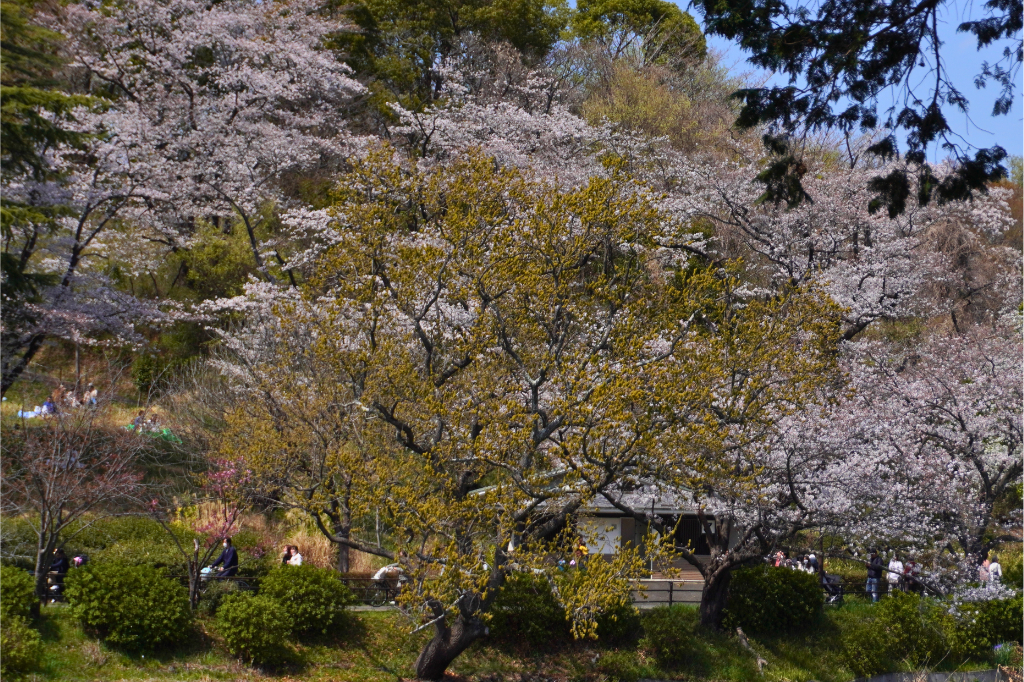 桜　三ツ池公園